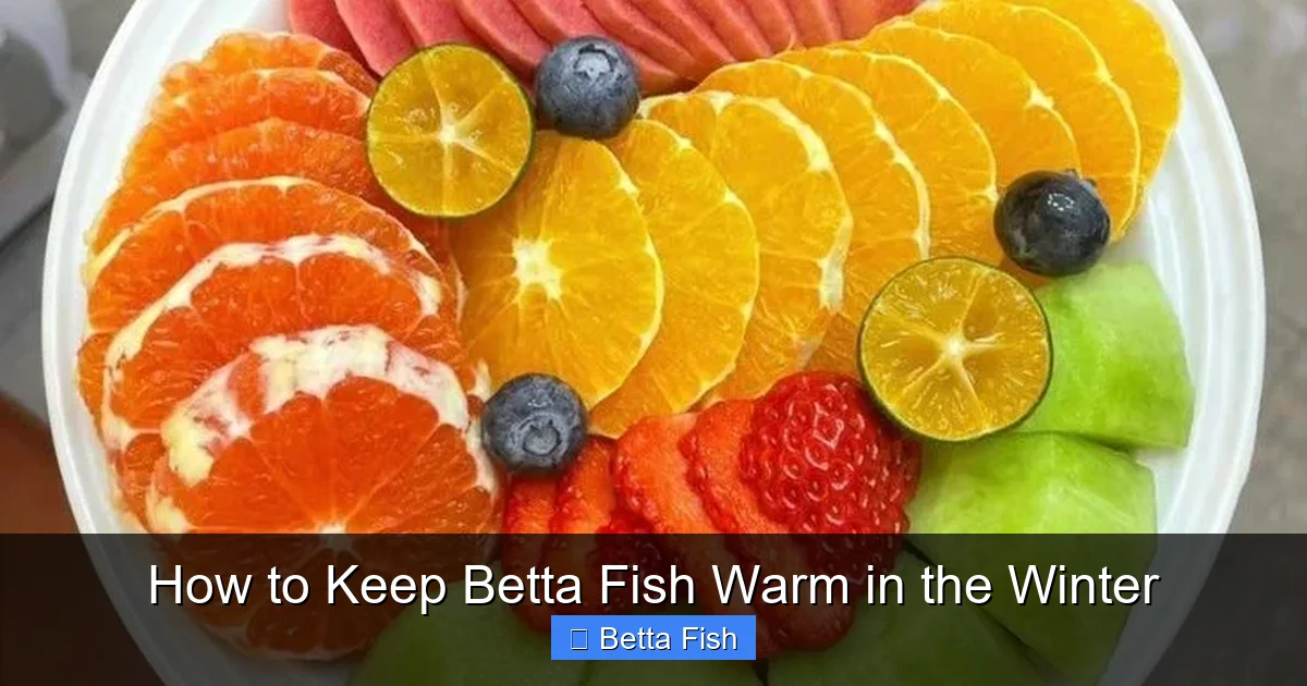 How to Keep Betta Fish Warm in the Winter