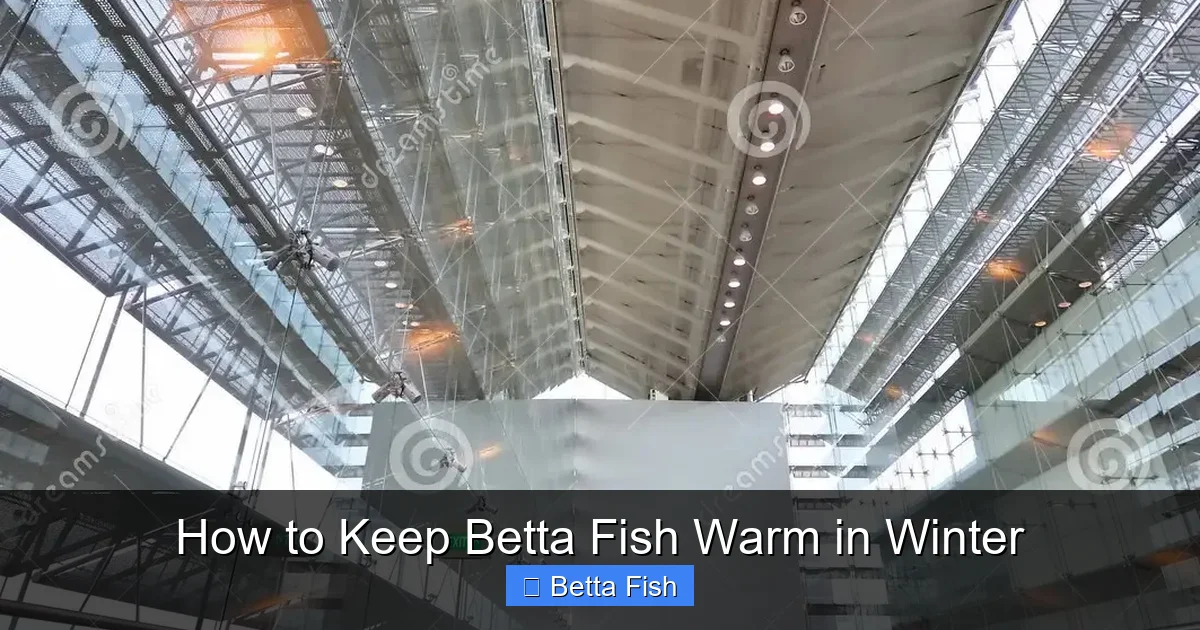 How to Keep Betta Fish Warm in Winter