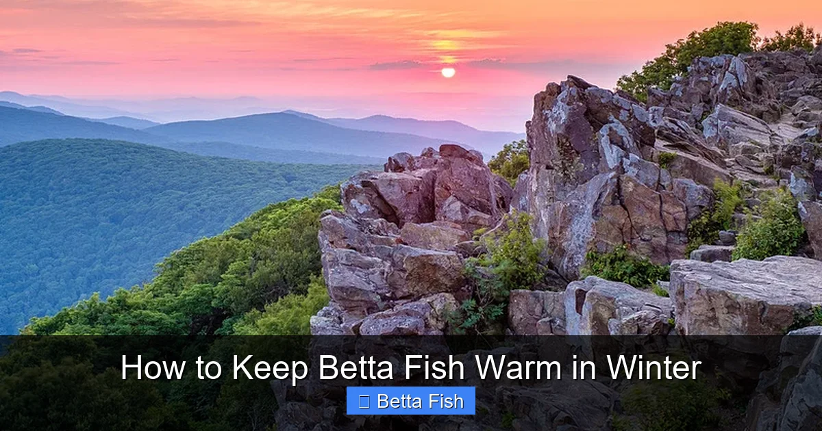 How to Keep Betta Fish Warm in Winter