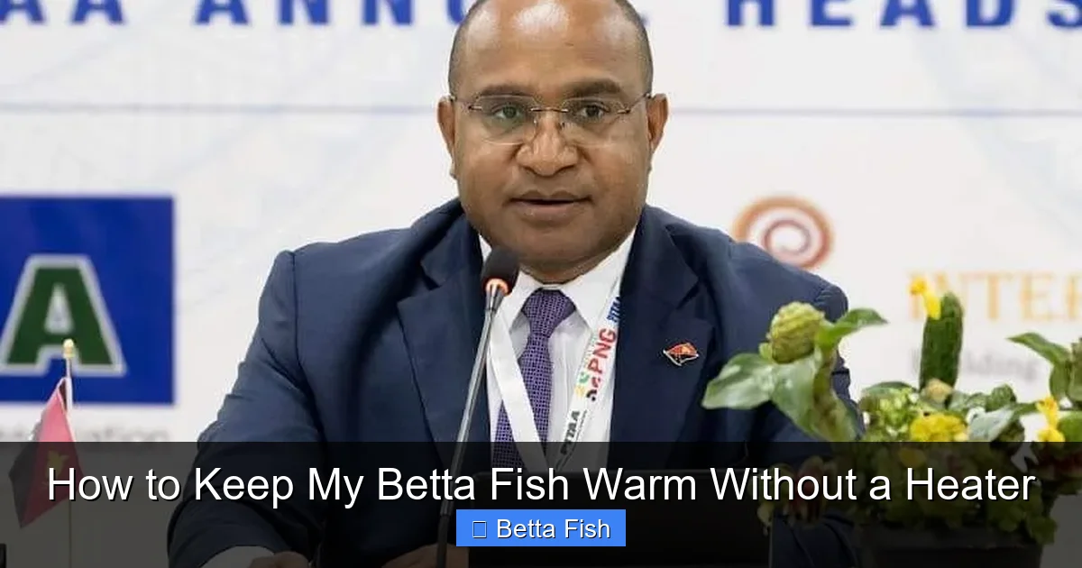 How to Keep My Betta Fish Warm Without a Heater