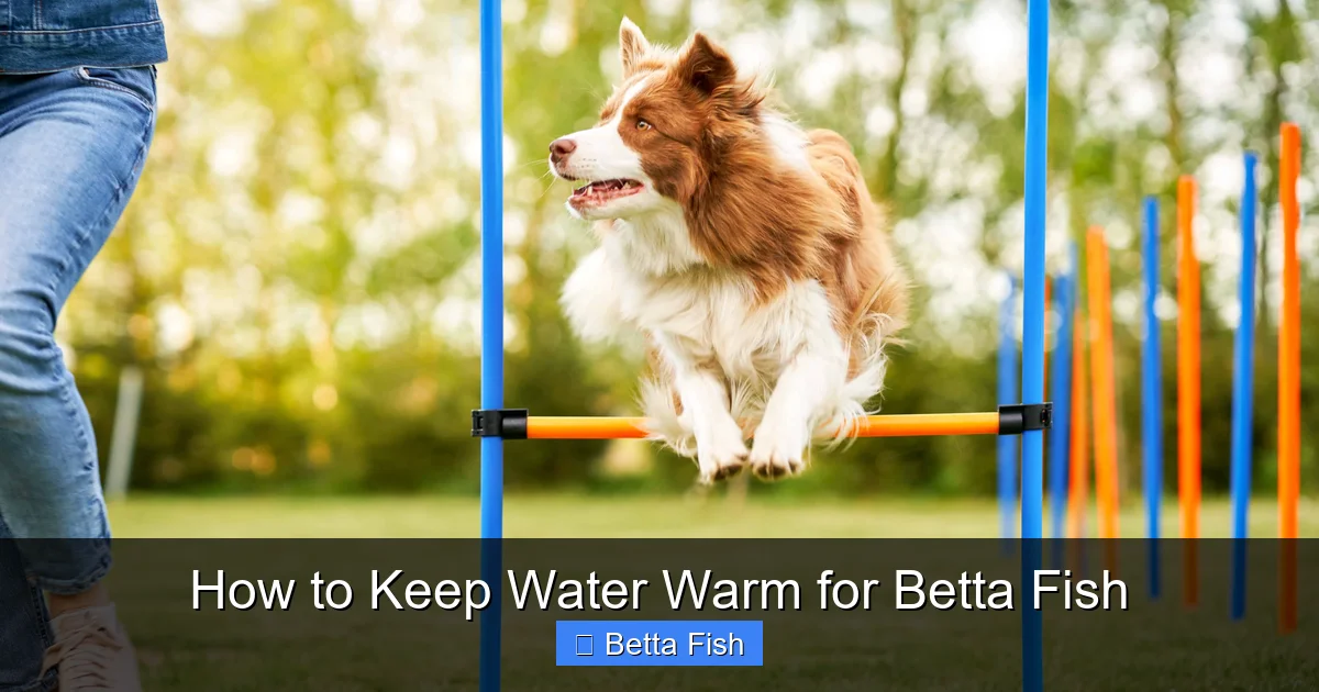 How to Keep Water Warm for Betta Fish