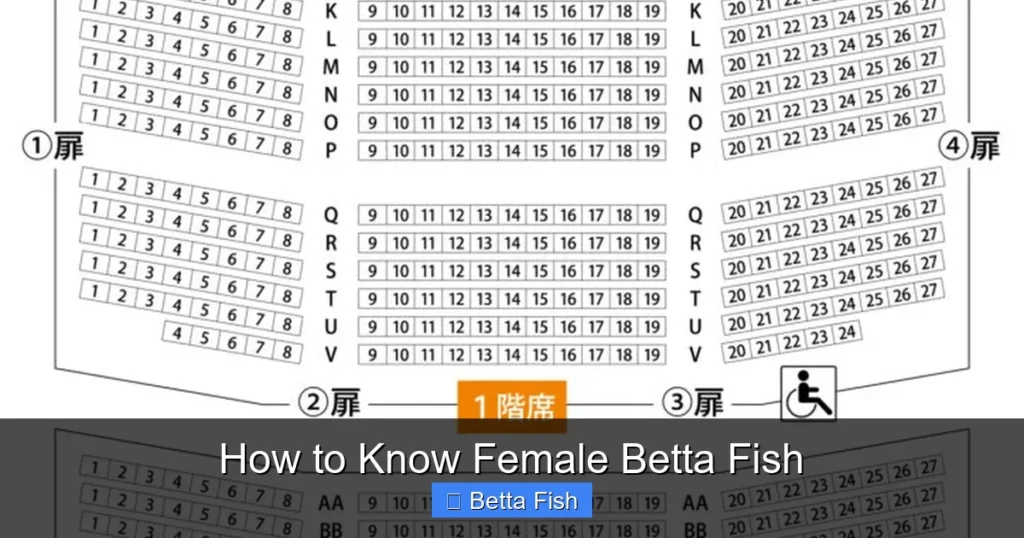 How to Know Female Betta Fish