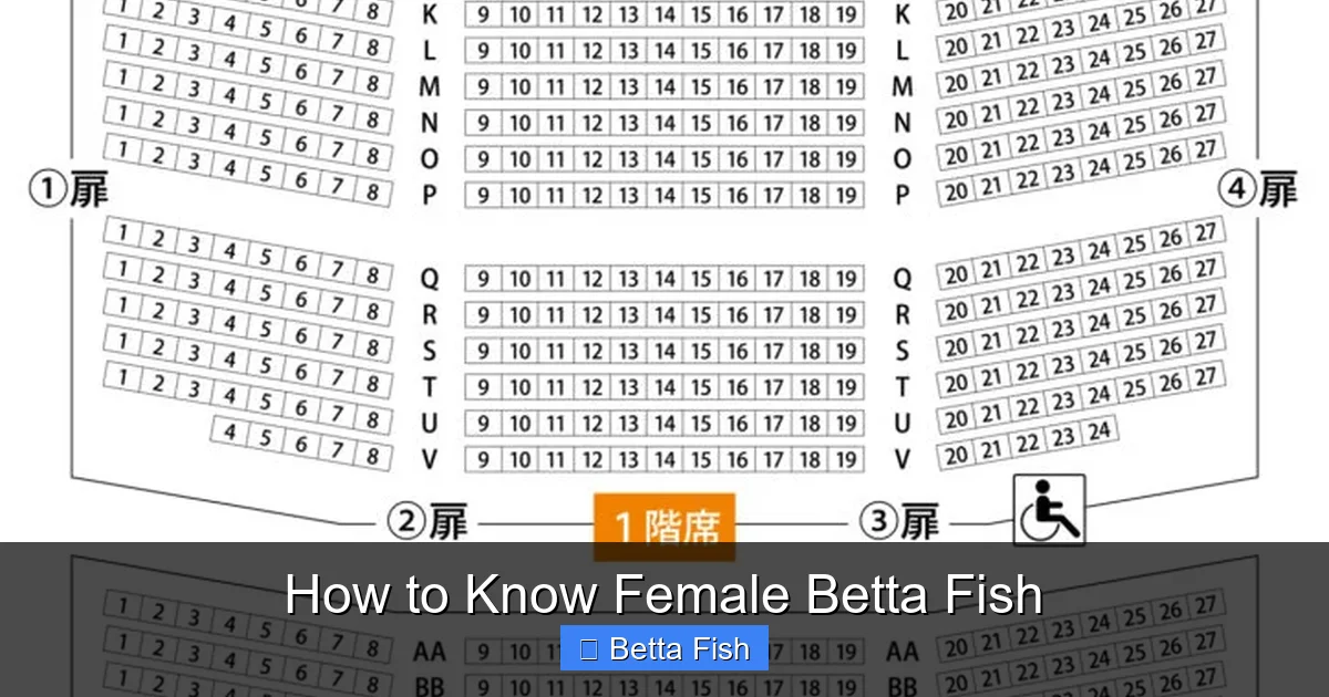 How to Know Female Betta Fish