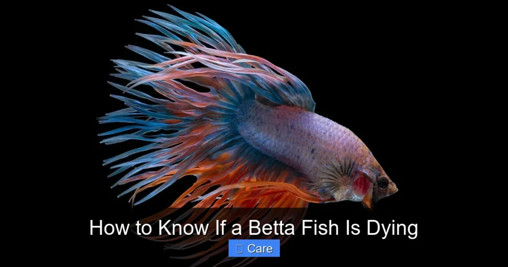 How to Know If a Betta Fish Is Dying