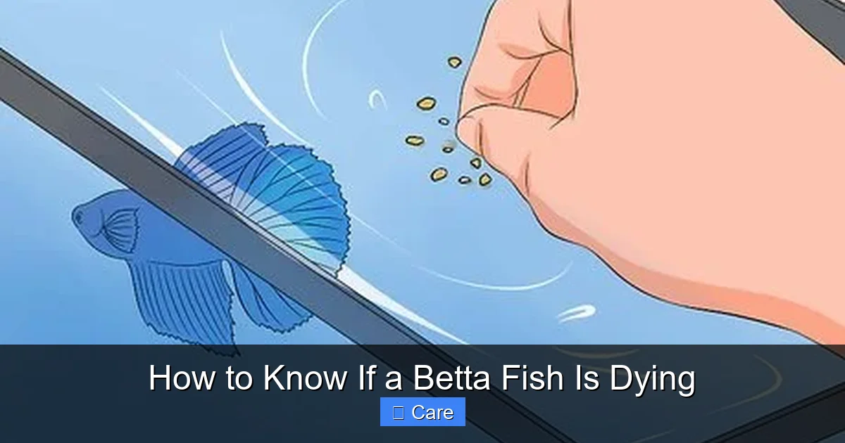 How to Know If a Betta Fish Is Dying