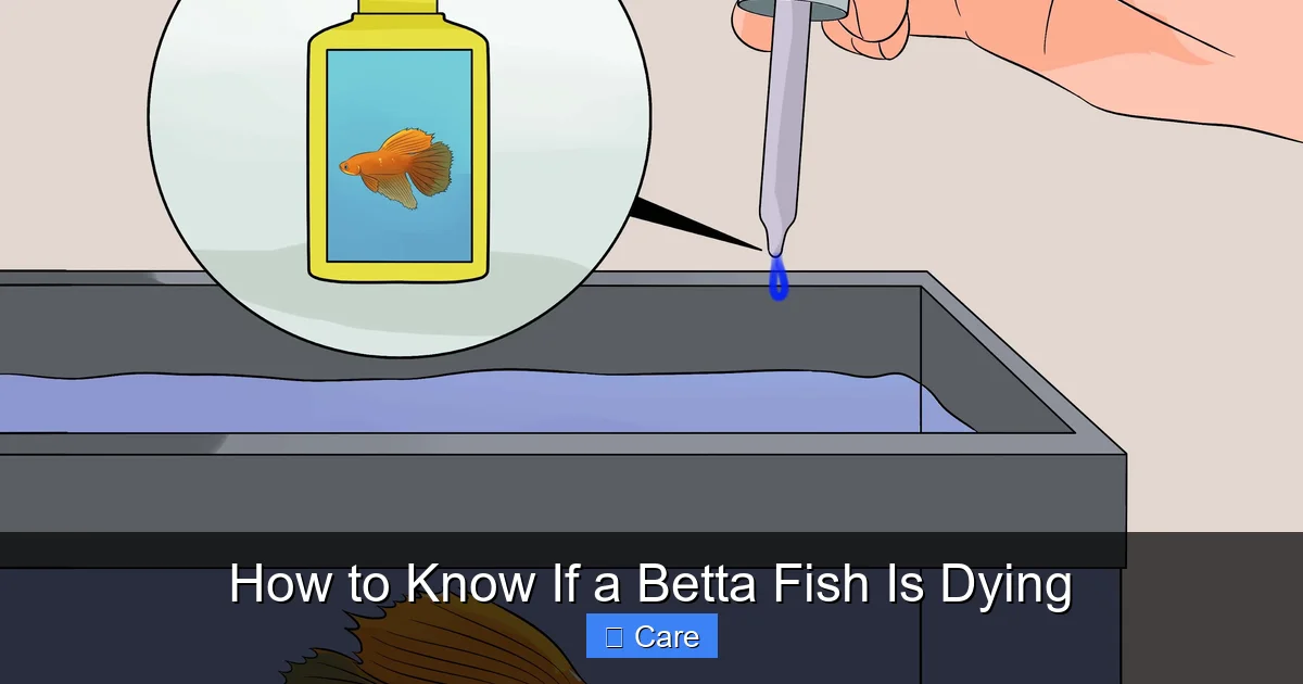How to Know If a Betta Fish Is Dying
