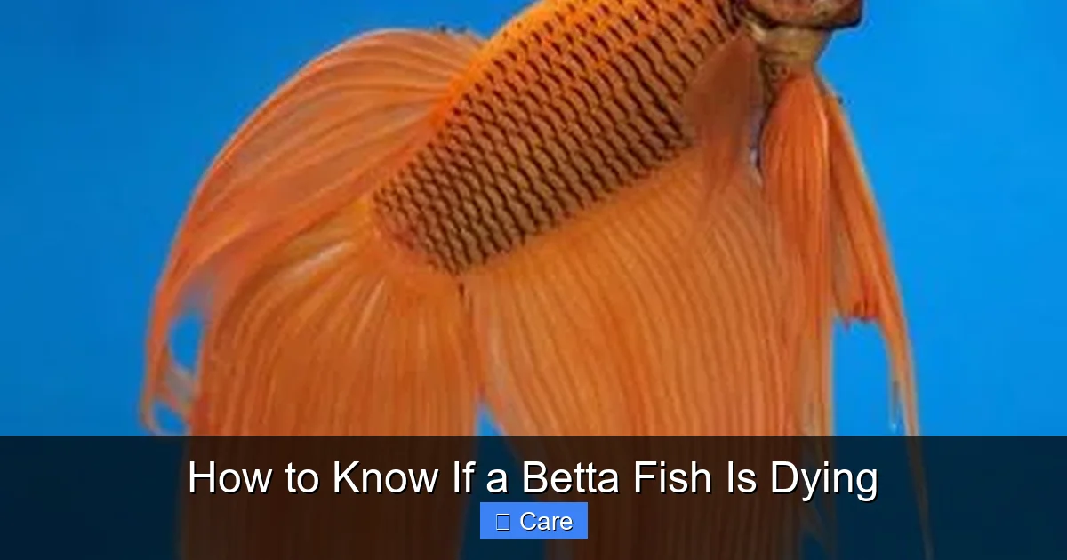 How to Know If a Betta Fish Is Dying