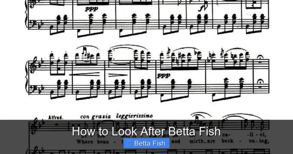 How to Look After Betta Fish