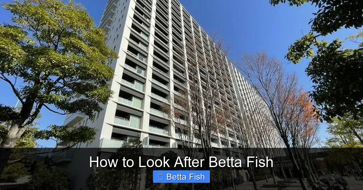How to Look After Betta Fish