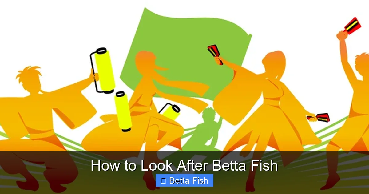 How to Look After Betta Fish