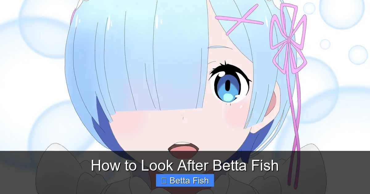 How to Look After Betta Fish