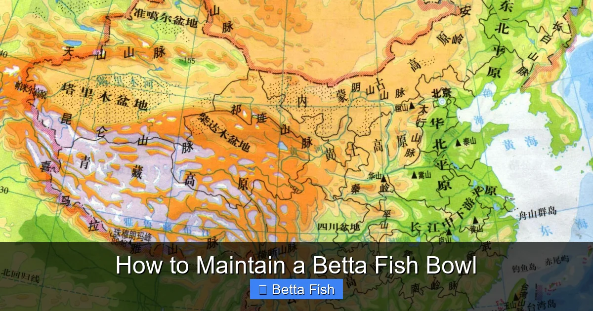 How to Maintain a Betta Fish Bowl