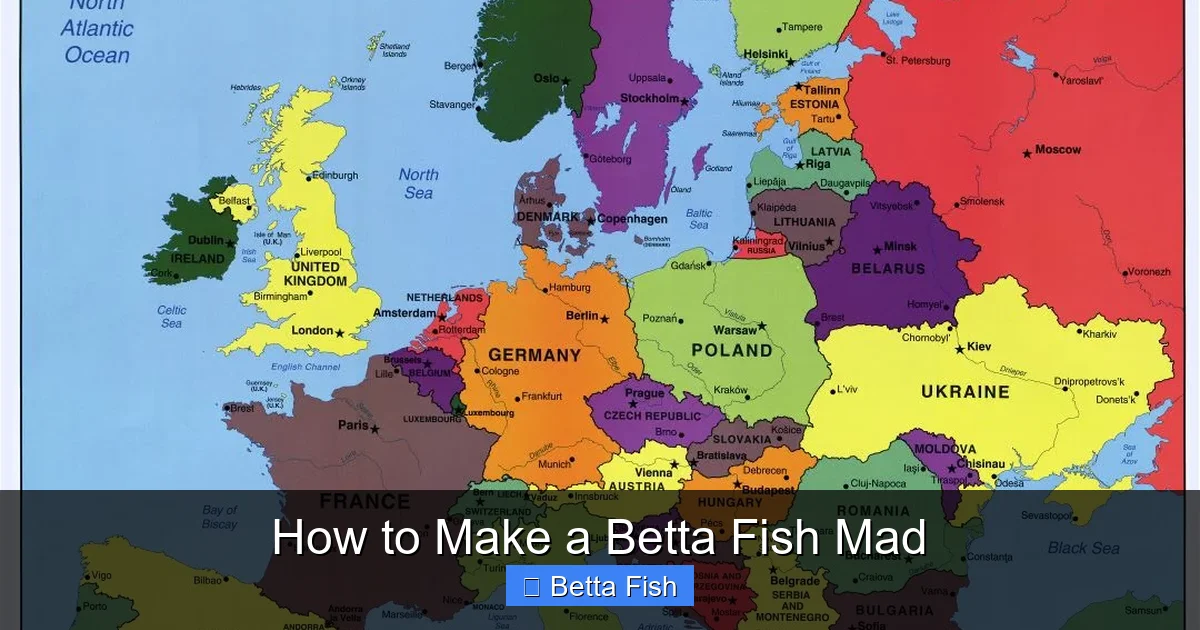 How to Make a Betta Fish Mad