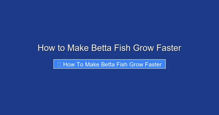 How to Make Betta Fish Grow Faster