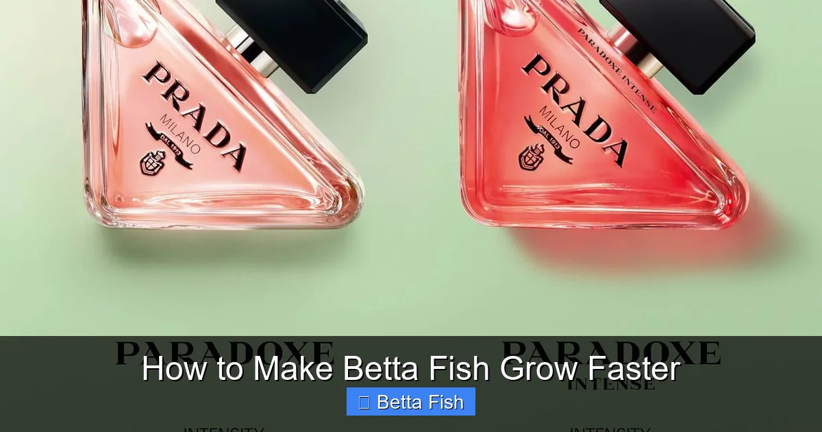 How to Make Betta Fish Grow Faster