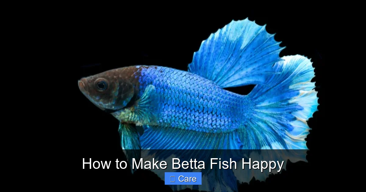 How to Make Betta Fish Happy