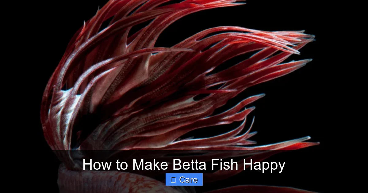 How to Make Betta Fish Happy