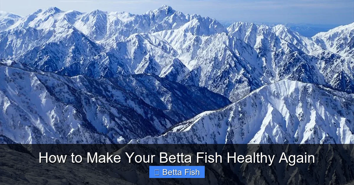 How to Make Your Betta Fish Healthy Again