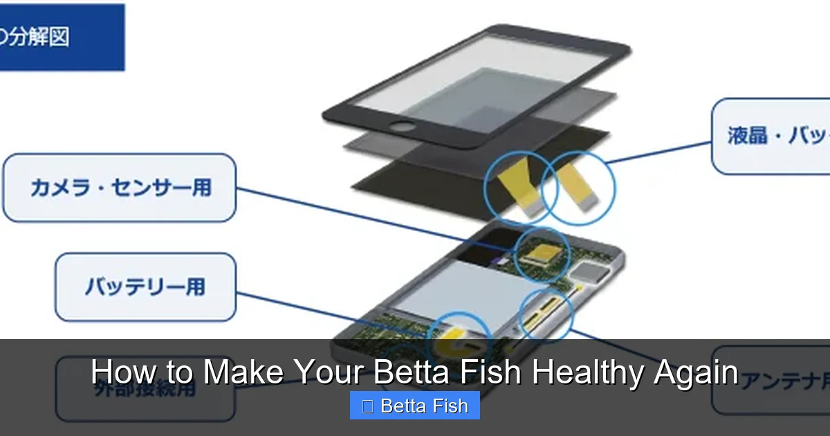 How to Make Your Betta Fish Healthy Again