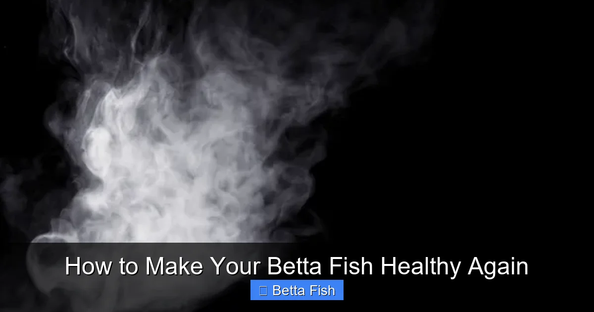 How to Make Your Betta Fish Healthy Again