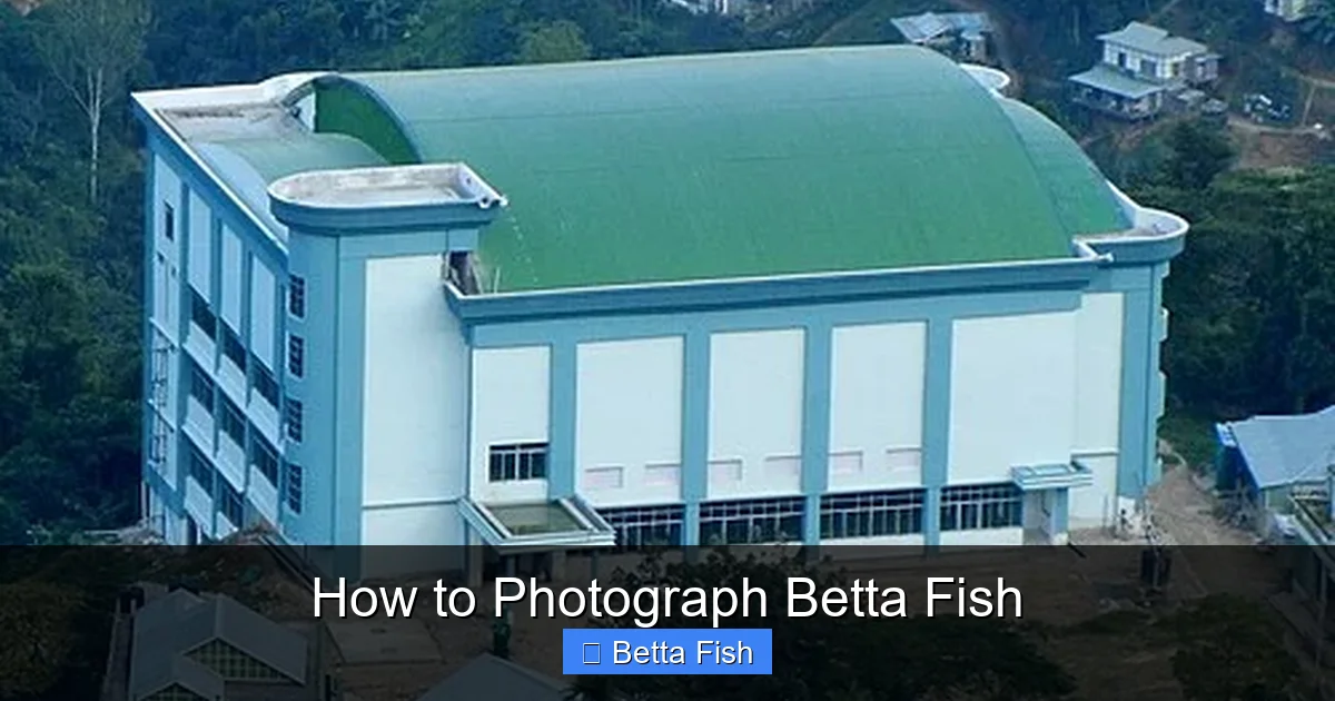 How to Photograph Betta Fish