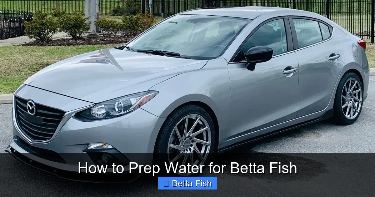 How to Prep Water for Betta Fish