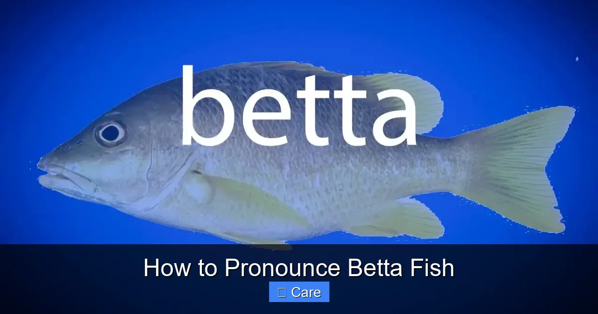 How to Pronounce Betta Fish