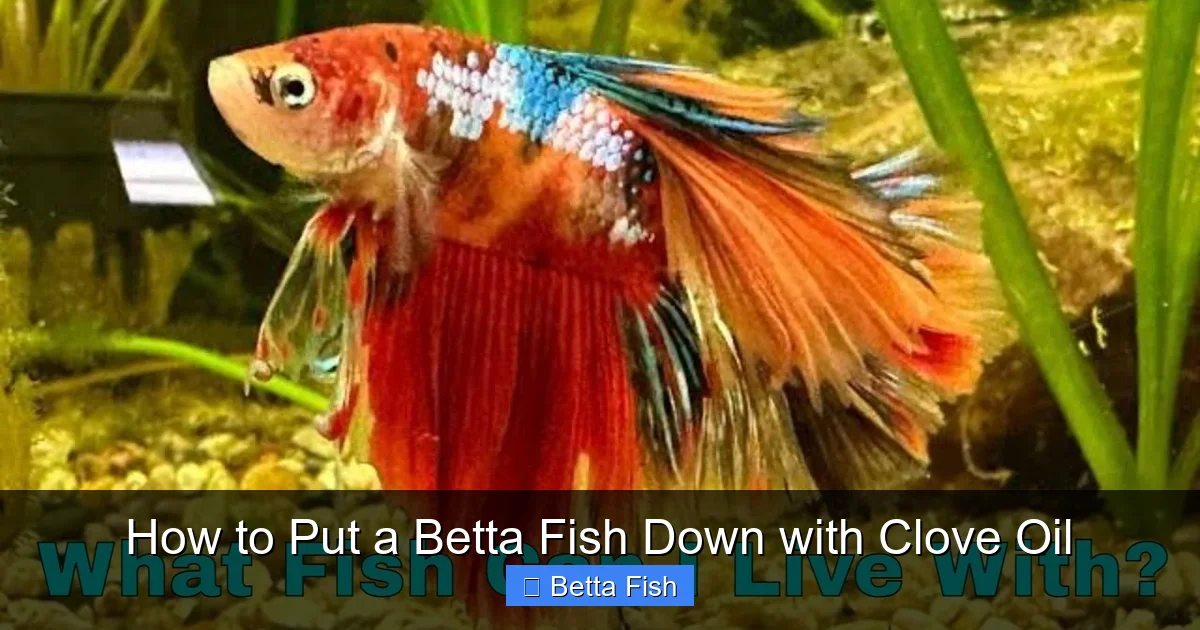 How to Put a Betta Fish Down with Clove Oil