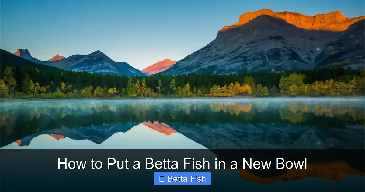 How to Put a Betta Fish in a New Bowl
