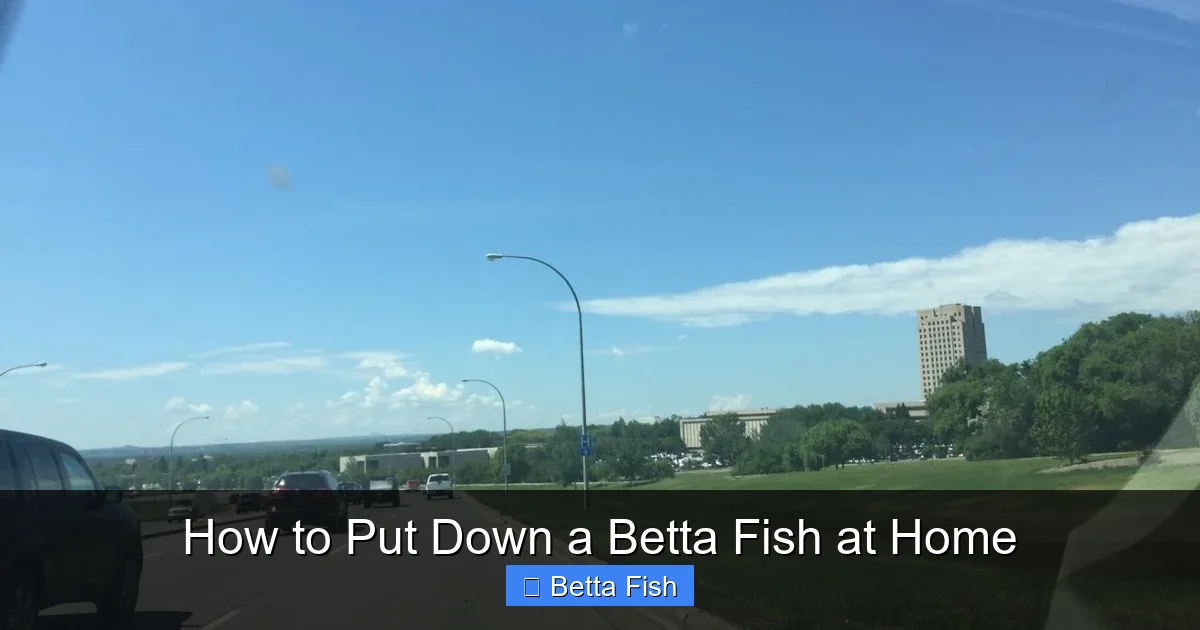 How to Put Down a Betta Fish at Home