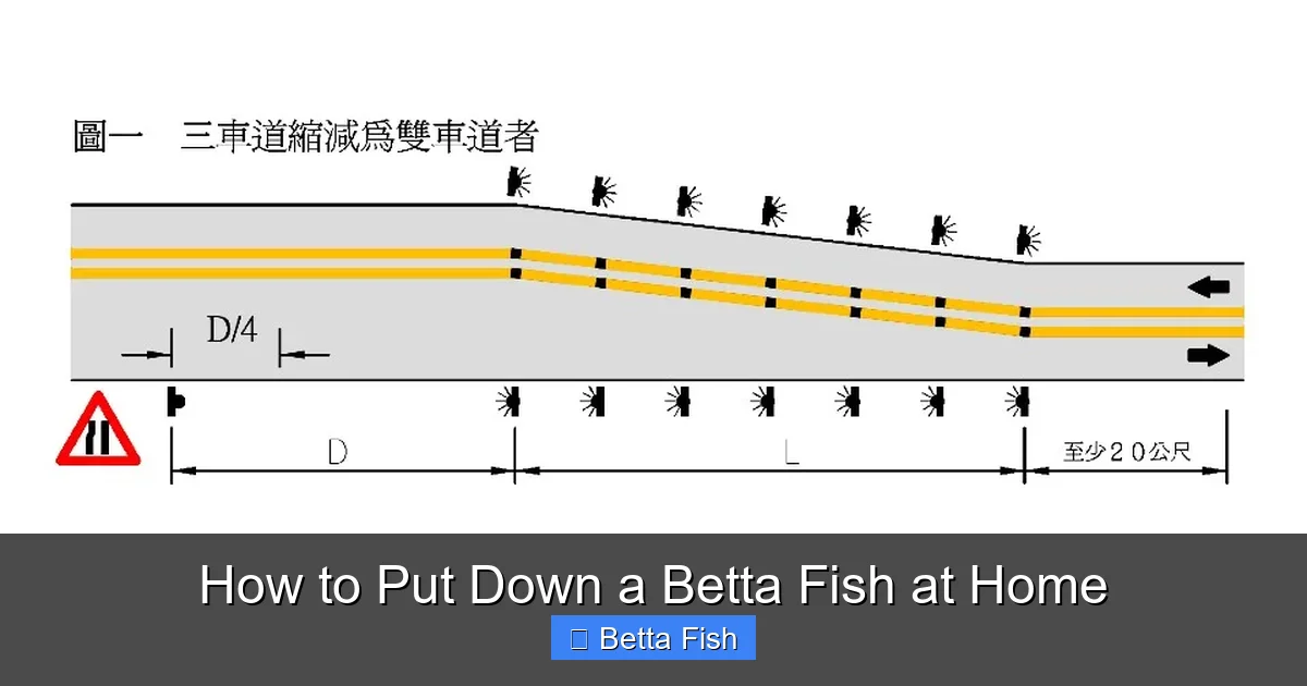 How to Put Down a Betta Fish at Home