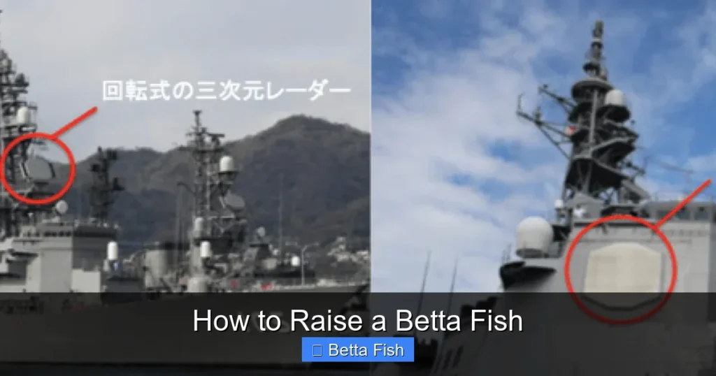 How to Raise a Betta Fish