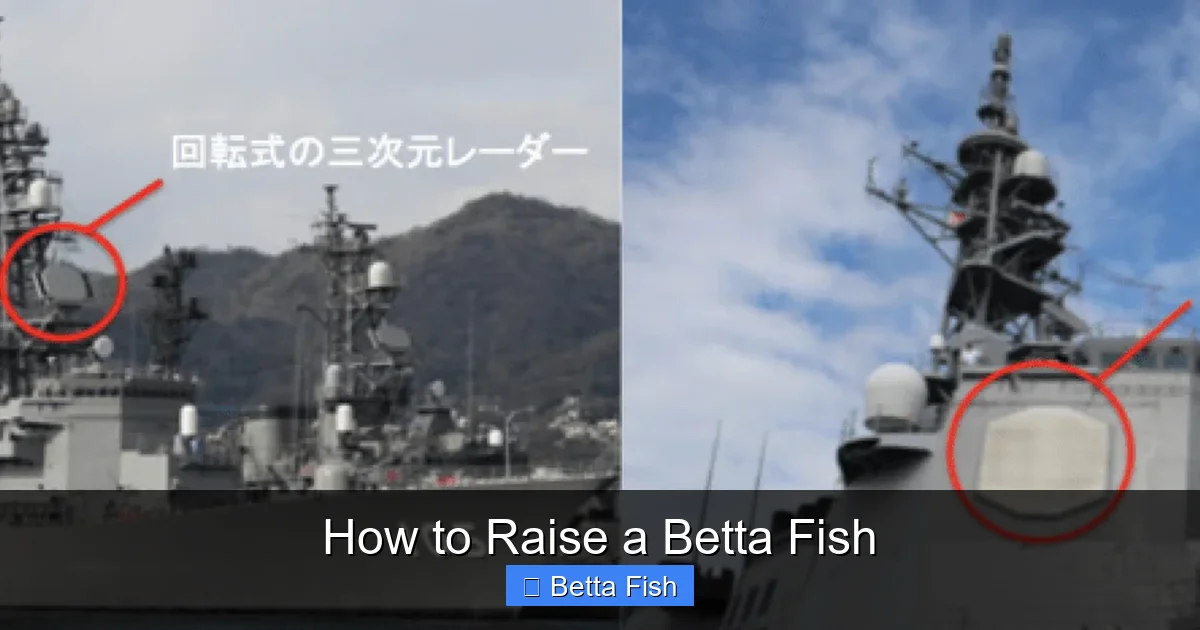 How to Raise a Betta Fish