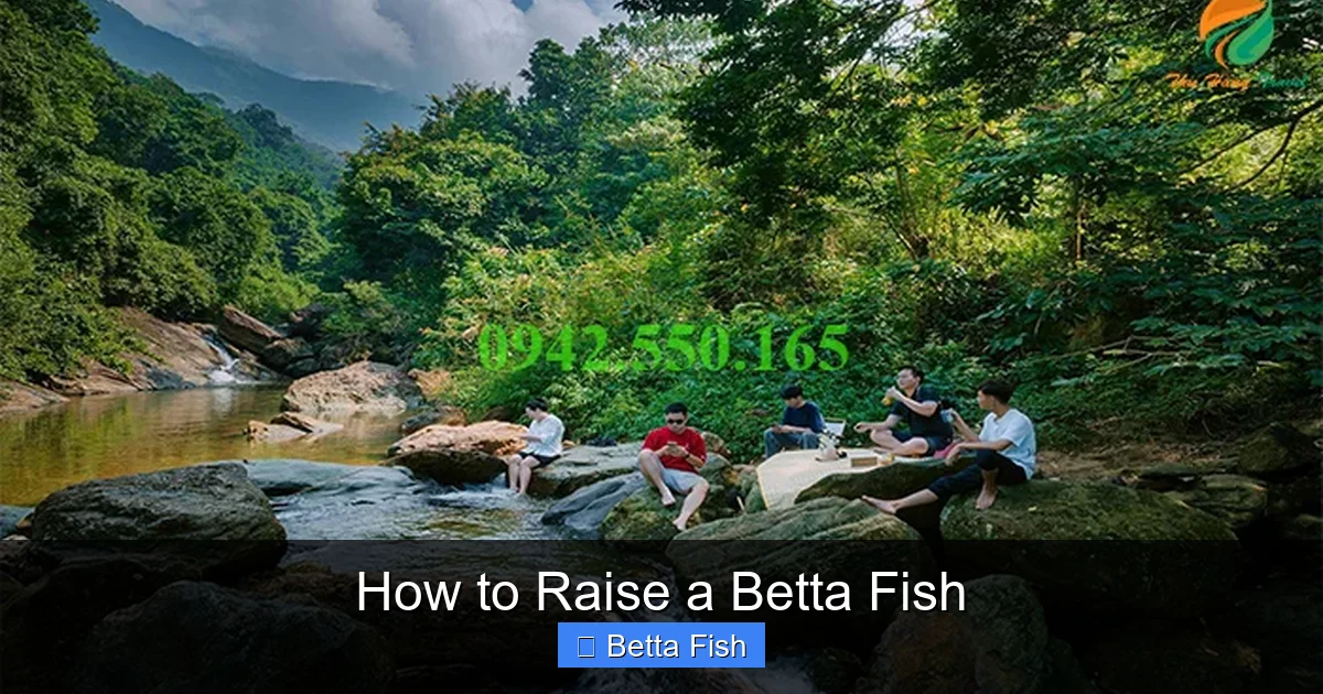 How to Raise a Betta Fish