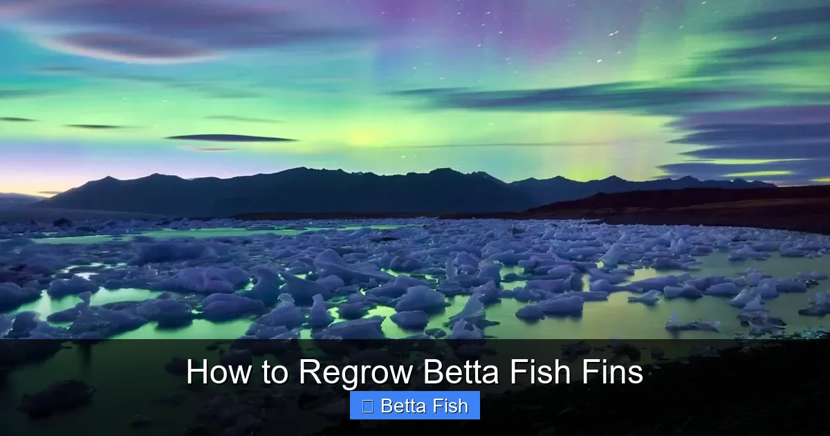 How to Regrow Betta Fish Fins