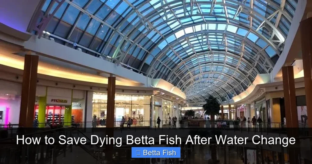 How to Save Dying Betta Fish After Water Change