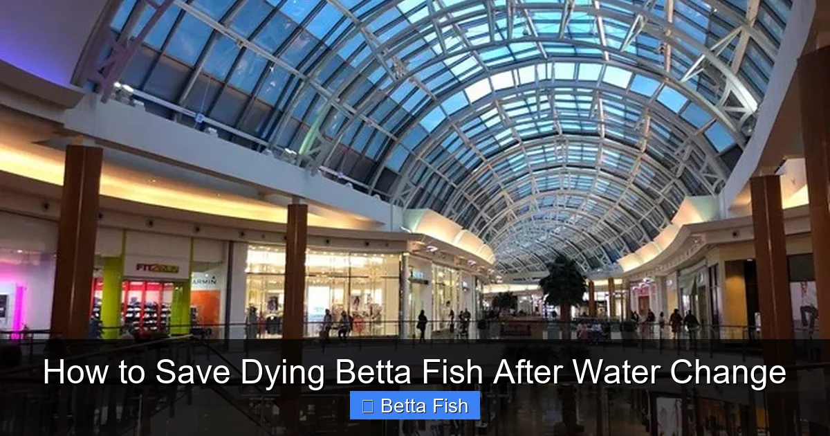 How to Save Dying Betta Fish After Water Change