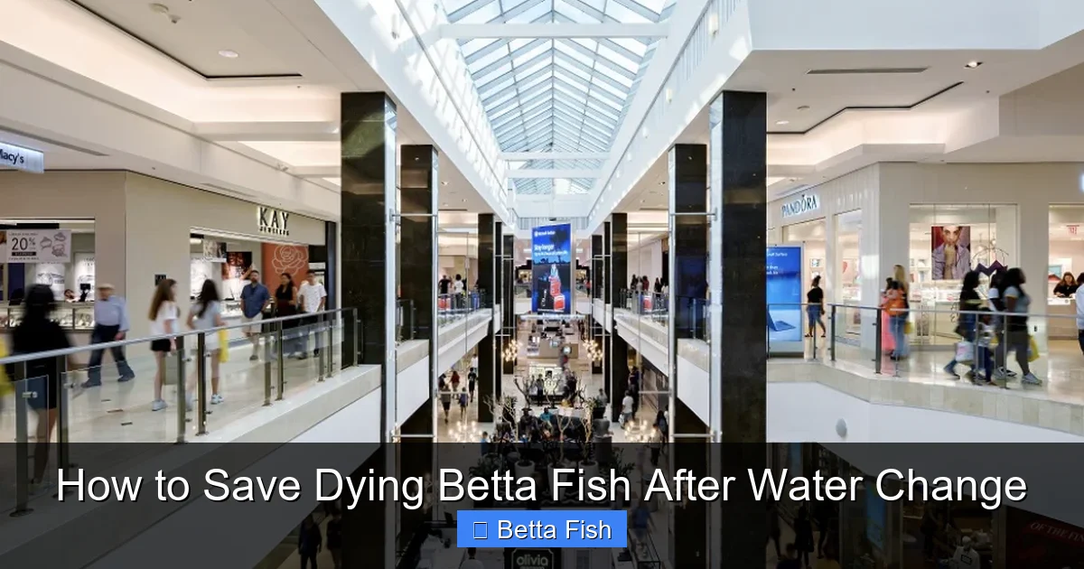 How to Save Dying Betta Fish After Water Change