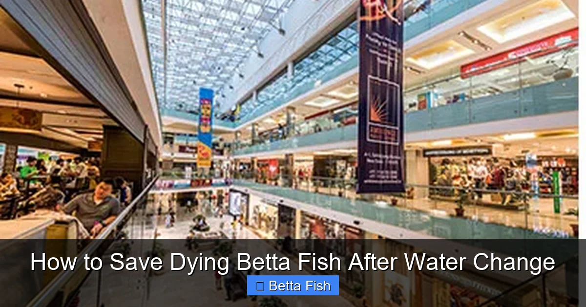 How to Save Dying Betta Fish After Water Change