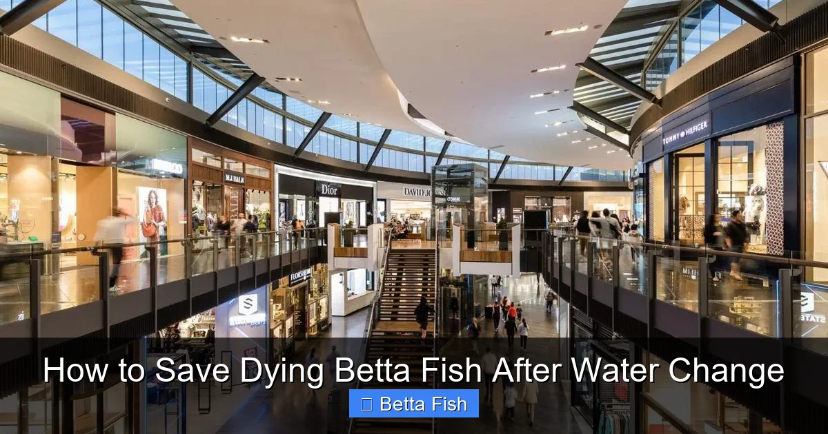 How to Save Dying Betta Fish After Water Change