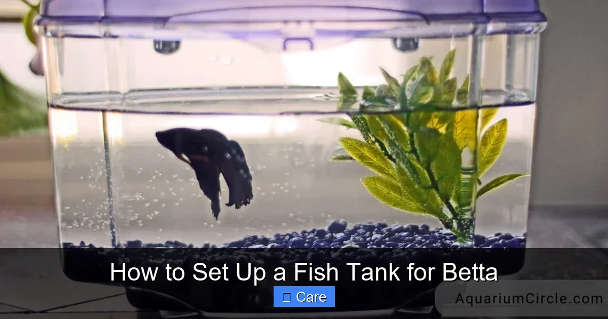 How to Set Up a Fish Tank for Betta