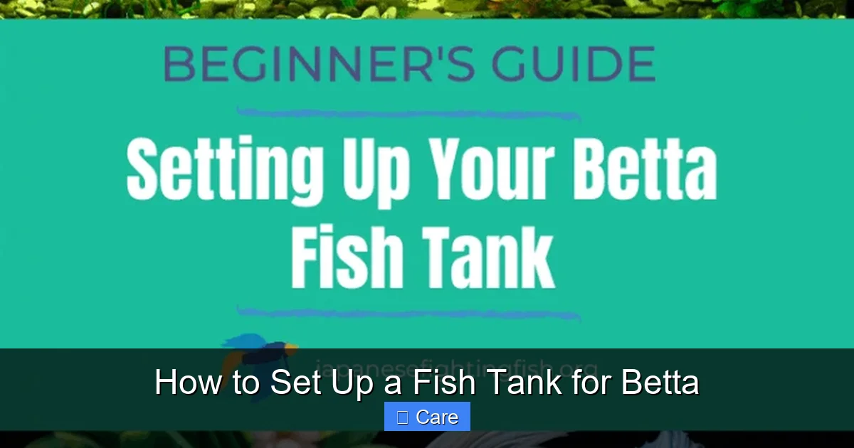 How to Set Up a Fish Tank for Betta
