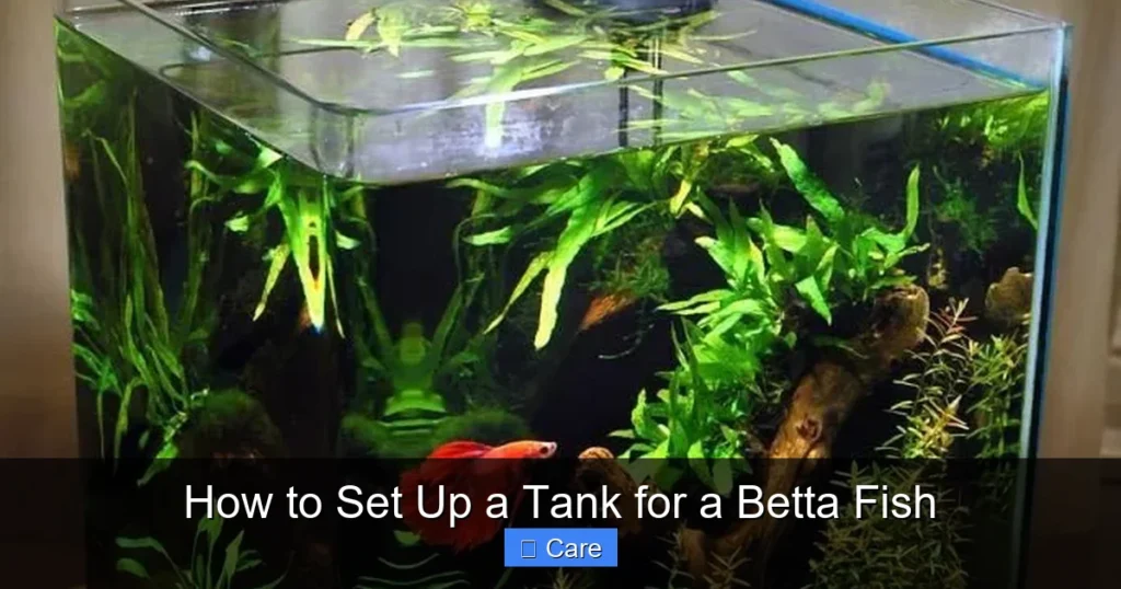 How to Set Up a Tank for a Betta Fish