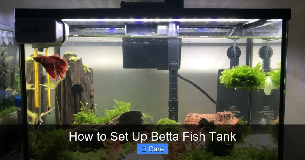How to Set Up Betta Fish Tank