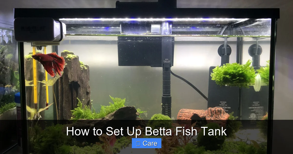 How to Set Up Betta Fish Tank