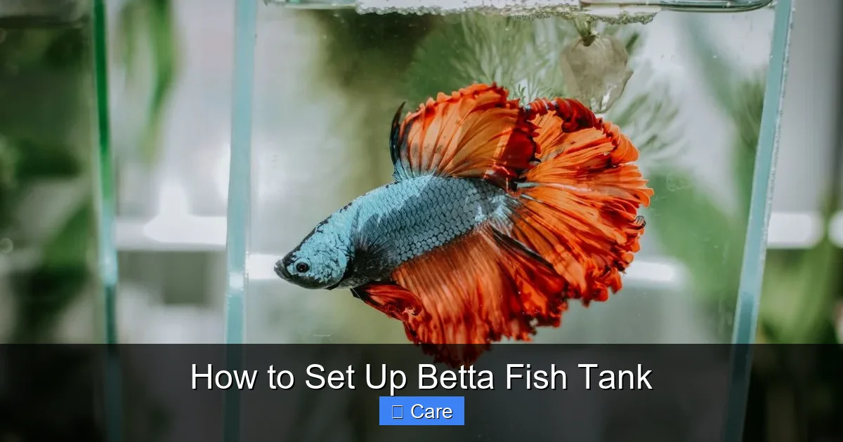 How to Set Up Betta Fish Tank