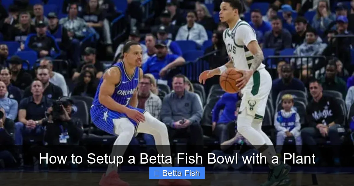 How to Setup a Betta Fish Bowl with a Plant