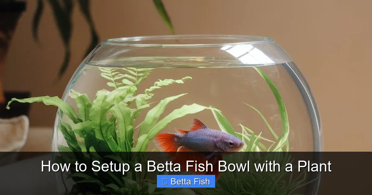 How to Setup a Betta Fish Bowl with a Plant