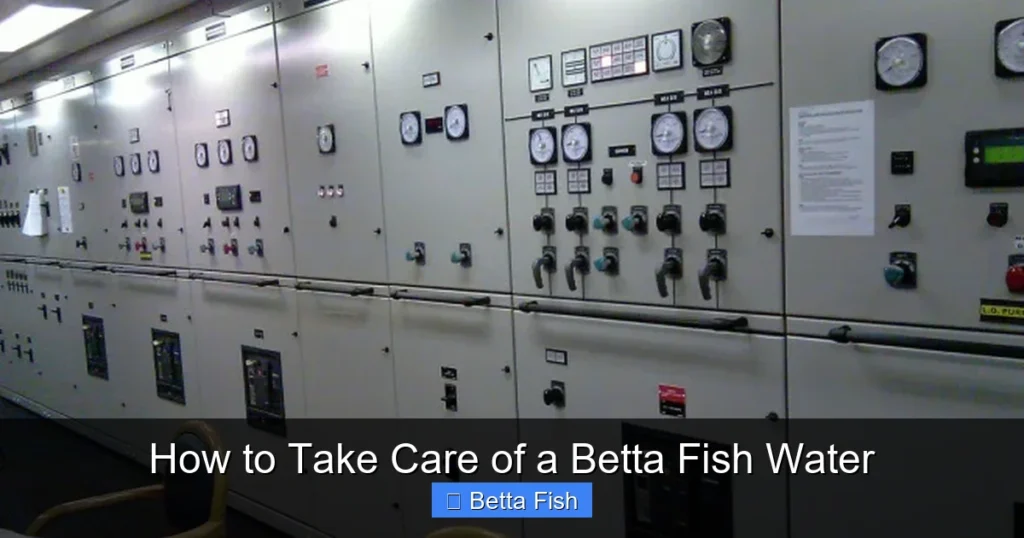 How to Take Care of a Betta Fish Water