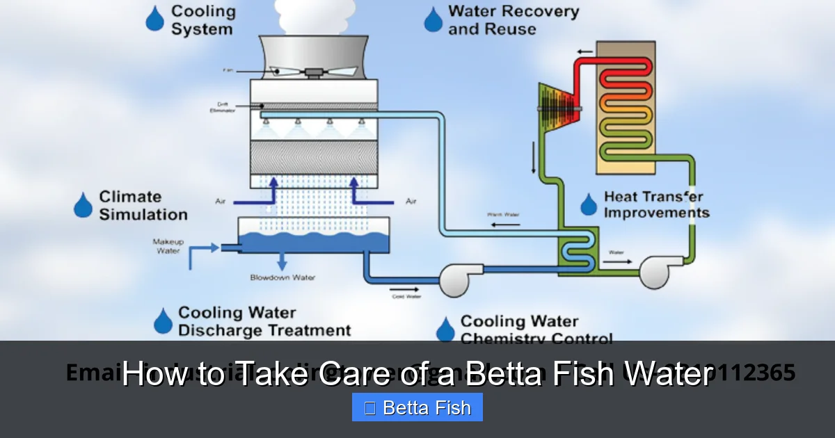 How to Take Care of a Betta Fish Water